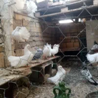 کبوتر دم چتری زینتی