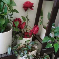 استند گل|گل و گیاه طبیعی|ایذه, |دیوار