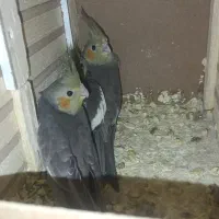 عروس هلندی