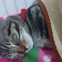 گربه نژاد دار|گربه|گلبهار, شهر جدید گلبهار|دیوار