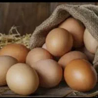 تخم مرغ محلی و رسمی نطفه دار|حیوانات مزرعه|مشهد, شیرودی|دیوار