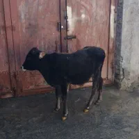 گوساله نر درجه یک