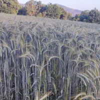 بذر گندم 400کیلو|گل و گیاه طبیعی|بانه, |دیوار