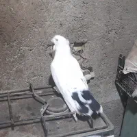 کفتر دم سیاه