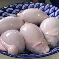 دنبلان گوسفند