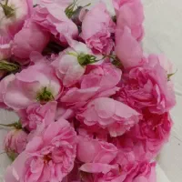 گل محمدی ناب