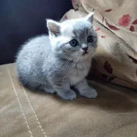 بچه گربه های بریتیش|گربه|اهواز, کیانپارس |دیوار