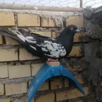 کفتر|پرنده|خرمشهر, |دیوار