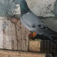 کبوتر سبزنر  غریب گیری