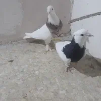 کفتر پرشی|پرنده|اسفراین, |دیوار