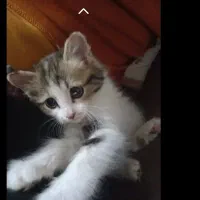 رایگان پشمک یکماه