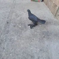 کبوتر.|پرنده|تبریز, |دیوار