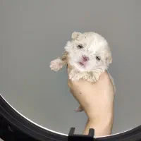 واگذاری سگ شیتزو