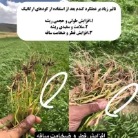افزایش جوانه‌زنی و تناژ گندم|خدمات باغبانی و درختکاری|دهگلان, |دیوار