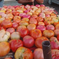تماته کوردی گوجه محلی