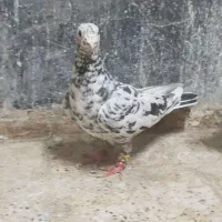 کفتر سار و ابلق