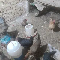 مرغ