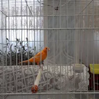 قناری جوانه ماده ردفاکتور سرخ