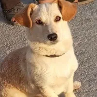 قلاده توله پاکوتاه نر