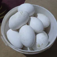 تخم غاز