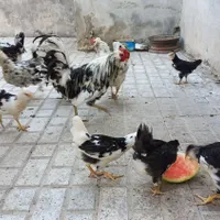 جوجه گلین|حیوانات مزرعه|قوچان, |دیوار