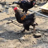 مرغ و خروس|حیوانات مزرعه|رشت, کوی قدس|دیوار