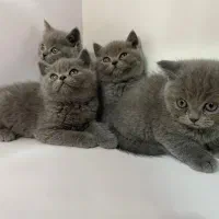 بریتیشهای دو ماهه بلو