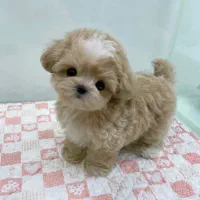سگ پودل مالتیز عروسکی|سگ|تهران, منیریه|دیوار