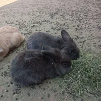 خرگوش مولد لپی هلندی