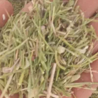 خار دانه دار|لوازم جانبی حیوانات|تربت جام, معدآباد|دیوار