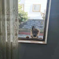 واگذاری سگ ژرمن ۱ ساله تربیت اقداماتی انجام شده