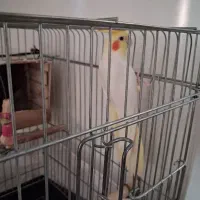 عروس هلندی نر