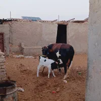 فروش گاو با گوساله ماده|حیوانات مزرعه|تیمور آباد, |دیوار