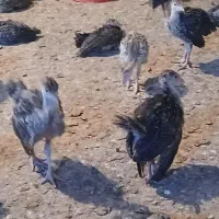 بوقلمون 35 روزه