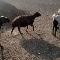 یک عددمیش بابره