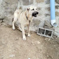 واگذاری توله پنج ماهه سرابی