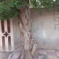 خرید وبرش انواع درختان|خدمات باغبانی و درختکاری|اهواز, زیتون کارمندی|دیوار