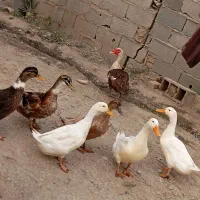 اردک