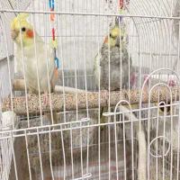 جفت مولد عروس هلندی