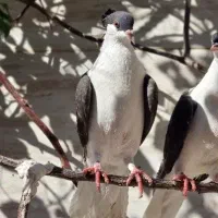 کبوتر گم شده