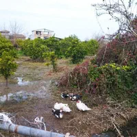 زمین ۱۰۰۰ متری دارای سند تک برگ روستای وسطی کلا|فروش زمین و ملک کلنگی|تهران, نیروی هوایی (پیروزی)|دیوار