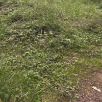 زمین با کاربری  باغی به متراژ ۳۰۰ تا ۵۰۰ متر