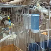 جوجه عروس هلندی|پرنده|قم, پردیسان|دیوار