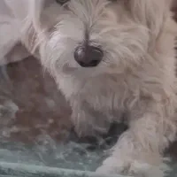 سگ گم شده.. شیتزو|سگ|کرمانشاه, |دیوار