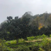 زمین-زیرقیمت-متری-500پول-نیازوبقیهاباقیمت-مناسب