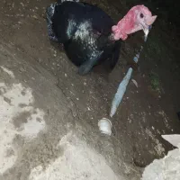 بوقلمون