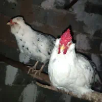 مرغ و خروس گلین چهل تاج|حیوانات مزرعه|خان ببین, |دیوار