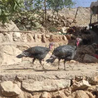 فروش هشت عدد بوقلمون ماده درشت هیکل 8ماهه|حیوانات مزرعه|ایلام, |دیوار