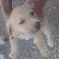 سگ پاکوتاه ۳ ماهه ۳۰۰۰۰۰۰۰|سگ|اردبیل, |دیوار