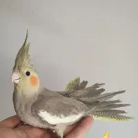 عروس هلندی دستی|پرنده|قم, نخودی|دیوار